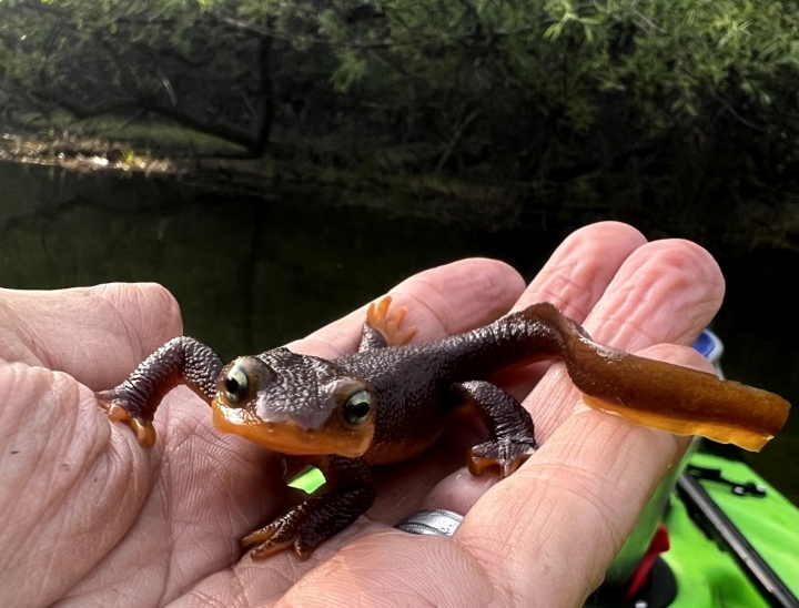 California Newt